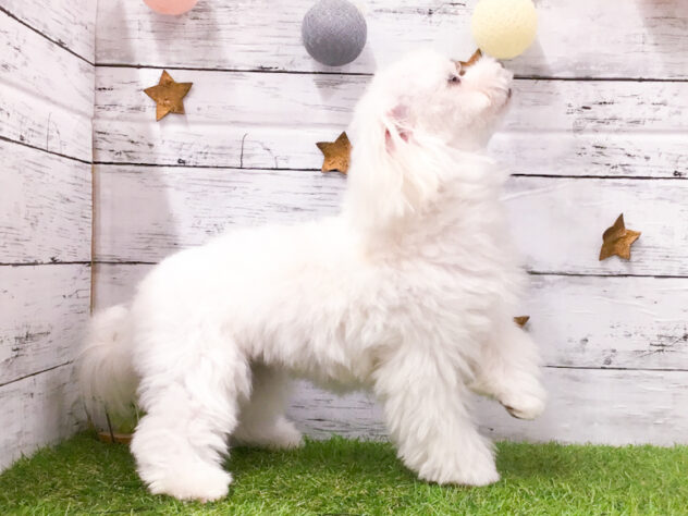 愛知県のマルチーズ (アミーゴ知立店/2025年10月4日生まれ/女の子/ホワイト)の子犬の3枚目の画像