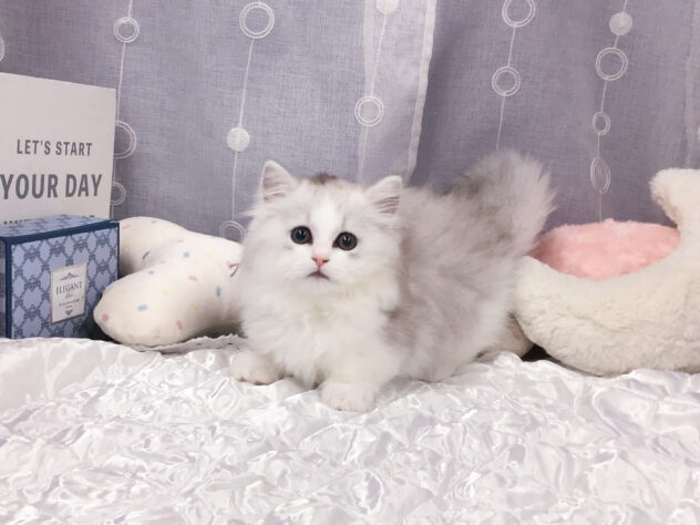 愛知県のミヌエット (アミーゴ知立店/2026年2月18日生まれ/男の子/シルバータビーホワイト)の子猫の1枚目の画像