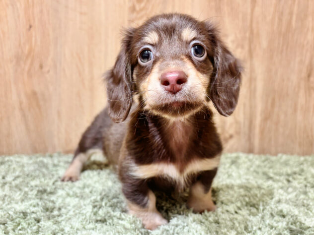 広島県のミニチュアダックスフンド(ロング) (アミーゴ広島商工センター店/2026年1月30日生まれ/男の子/チョコレートタン)の子犬の1枚目の画像