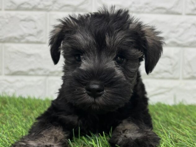 新潟県のミニチュアシュナウザー (アミーゴ新潟小新店/2026年2月17日生まれ/男の子/ソルトペッパー)の子犬の2枚目の画像