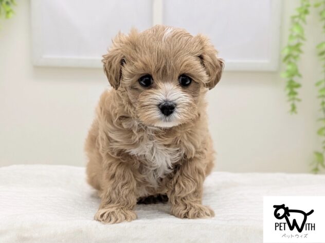 福島県のハーフ犬・ミックス犬 (アミーゴ会津若松店/2026年2月8日生まれ/女の子/アプリコットホワイト)の子犬