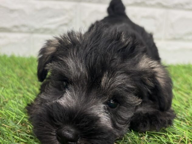 新潟県のミニチュアシュナウザー (アミーゴ新潟小新店/2026年2月17日生まれ/男の子/ソルトペッパー)の子犬の4枚目の画像