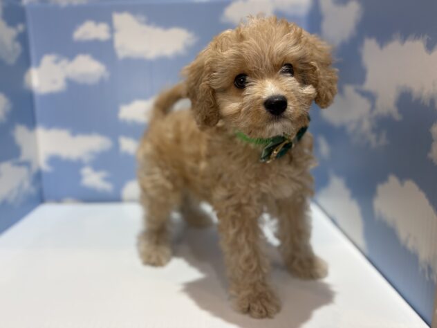 山形県のハーフ犬・ミックス犬 (アミーゴ山形南店/2026年1月11日生まれ/男の子/アプリコット)の子犬の2枚目の画像