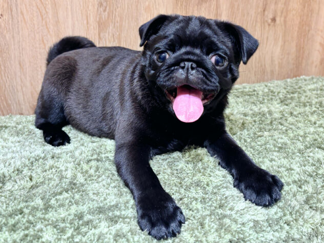 広島県のパグ (アミーゴ広島商工センター店/2026年1月8日生まれ/女の子/ブラック)の子犬