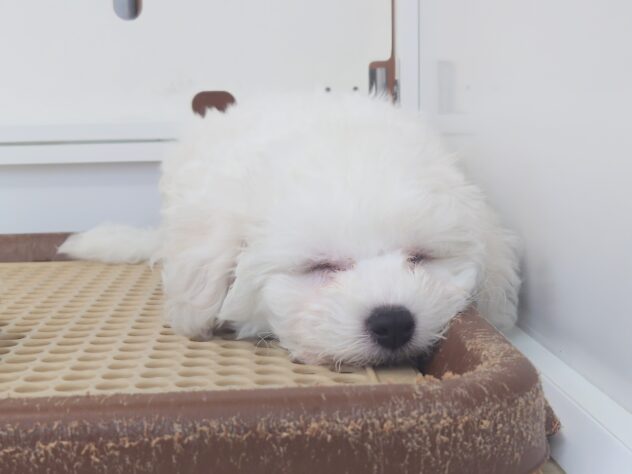 岡山県のビションフリーゼ (アミーゴ中庄店/2026年1月28日生まれ/女の子/06 ホワイト系)の子犬の3枚目の画像