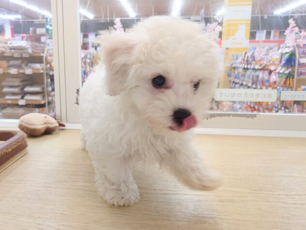 岡山県のビションフリーゼ (アミーゴ中庄店/2026年1月28日生まれ/女の子/06 ホワイト系)の子犬の2枚目の画像