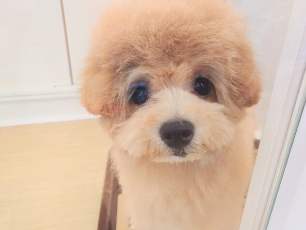 岡山県のハーフ犬・ミックス犬 (アミーゴ中庄店/2026年2月2日生まれ/女の子/クリーム)の子犬の4枚目の画像