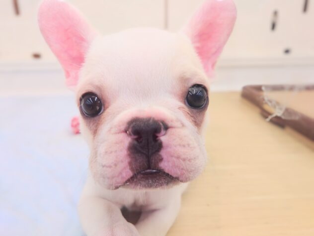 岡山県のフレンチブルドッグ (アミーゴ中庄店/2026年1月29日生まれ/女の子/パイド)の子犬