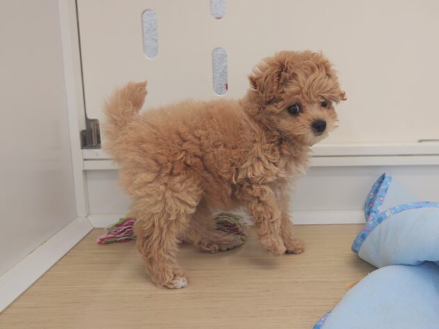 岡山県のハーフ犬・ミックス犬 (アミーゴ中庄店/2026年2月2日生まれ/女の子/クリーム)の子犬の2枚目の画像