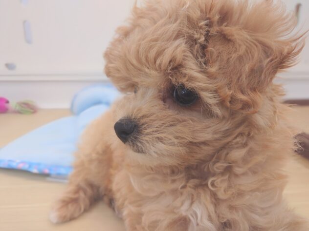 岡山県のハーフ犬・ミックス犬 (アミーゴ中庄店/2026年2月2日生まれ/女の子/クリーム)の子犬の3枚目の画像