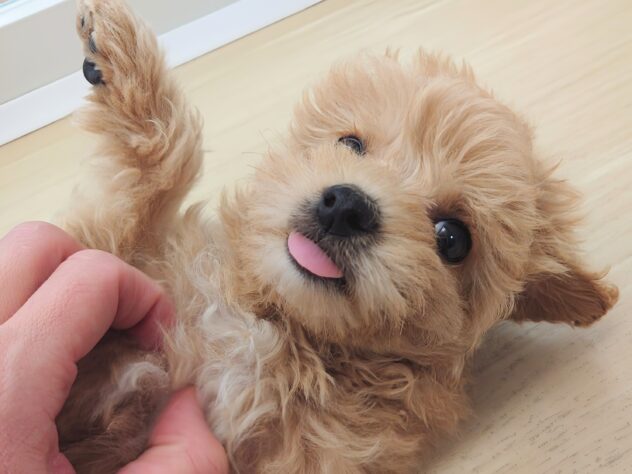 岡山県のハーフ犬・ミックス犬 (アミーゴ中庄店/2026年2月2日生まれ/女の子/クリーム)の子犬の4枚目の画像