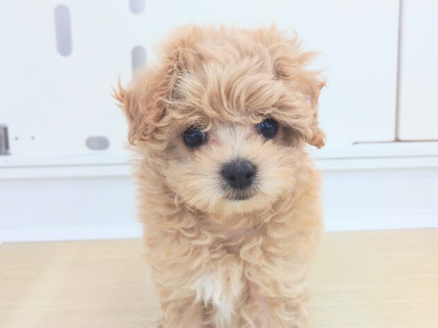 岡山県のハーフ犬・ミックス犬 (アミーゴ中庄店/2026年2月2日生まれ/女の子/クリーム)の子犬の1枚目の画像