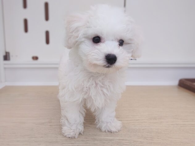 岡山県のビションフリーゼ (アミーゴ中庄店/2026年1月28日生まれ/女の子/06 ホワイト系)の子犬