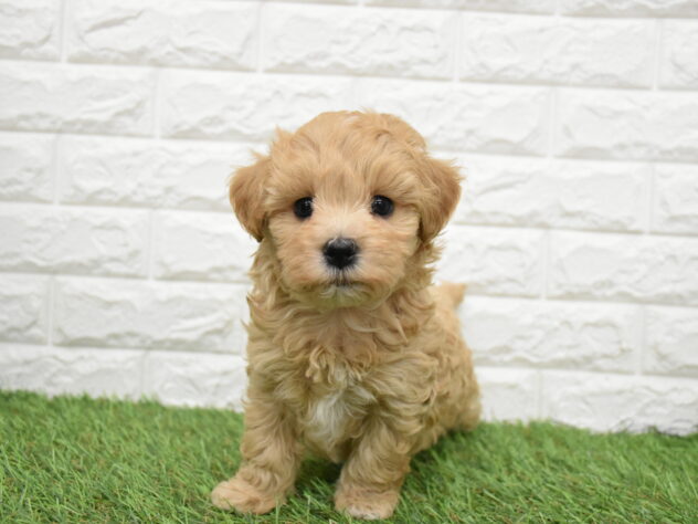 新潟県のハーフ犬・ミックス犬 (アミーゴ新潟小新店/2026年2月19日生まれ/男の子/アプリコット)の子犬