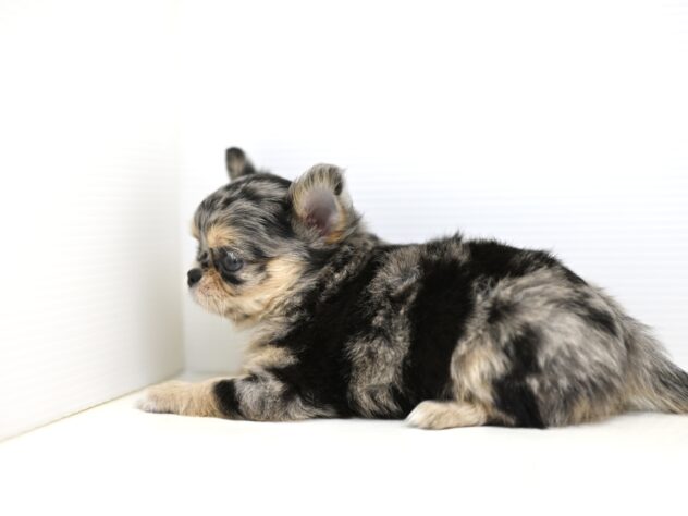 岡山県のチワワ(ロング) (アミーゴ大安寺店/2026年2月10日生まれ/女の子/ブルーマール)の子犬の3枚目の画像