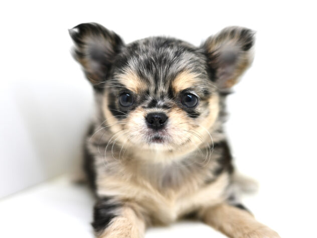 岡山県のチワワ(ロング) (アミーゴ大安寺店/2026年2月10日生まれ/女の子/ブルーマール)の子犬の2枚目の画像