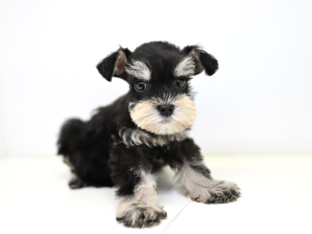 岡山県のミニチュアシュナウザー (アミーゴ大安寺店/2026年2月8日生まれ/女の子/ブラックシルバー)の子犬の4枚目の画像