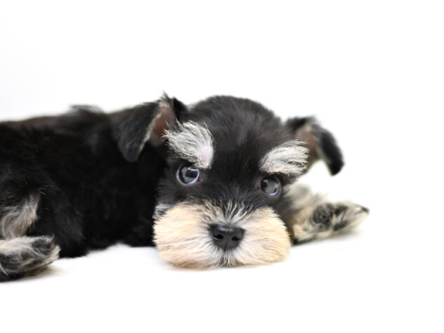 岡山県のミニチュアシュナウザー (アミーゴ大安寺店/2026年2月8日生まれ/女の子/ブラックシルバー)の子犬の3枚目の画像