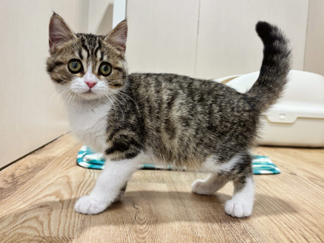 広島県のマンチカン (アミーゴ広島商工センター店/2026年1月6日生まれ/女の子/ブラウンタビーホワイト)の子猫の2枚目の画像