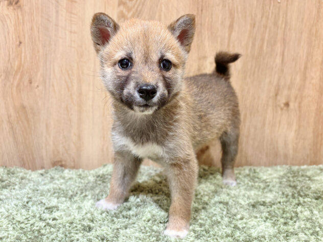 広島県の柴犬(標準サイズ) (アミーゴ広島商工センター店/2026年2月13日生まれ/男の子/赤)の子犬