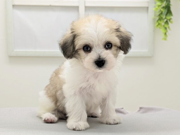 福島県のハーフ犬・ミックス犬 (アミーゴ会津若松店/2026年2月2日生まれ/男の子/ホワイトブラウン)の子犬の2枚目の画像