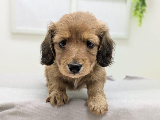 福島県のミニチュアダックスフンド(ロング) (アミーゴ会津若松店/2026年2月1日生まれ/女の子/レッド)の子犬の3枚目の画像