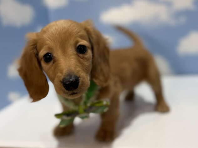 山形県のカニンヘンダックスフンド(ロング) (アミーゴ山形南店/2026年2月9日生まれ/男の子/ゴールド)の子犬の2枚目の画像