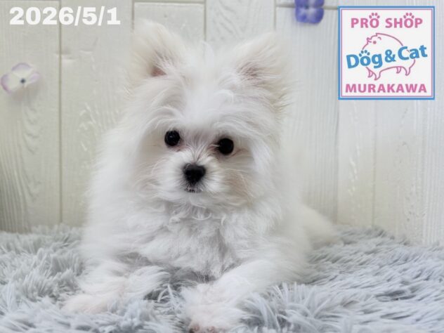 広島県のハーフ犬・ミックス犬 (アミーゴ大町店/2026年1月15日生まれ/男の子/クリーム)の子犬の1枚目の画像