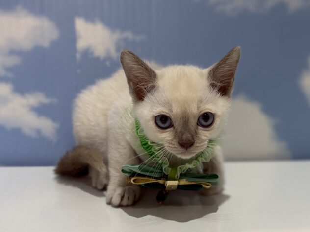 山形県のトンキニーズ (アミーゴ山形南店/2026年2月2日生まれ/男の子/プラチナ)の子猫の1枚目の画像