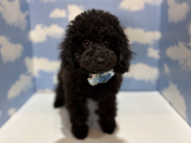 山形県のトイプードル(トイ) (アミーゴ山形南店/2025年12月16日生まれ/男の子/ブラック)の子犬の1枚目の画像