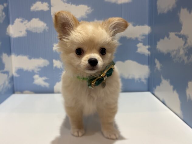 山形県のチワワ(ロング) (アミーゴ山形南店/2026年1月6日生まれ/男の子/クリーム)の子犬