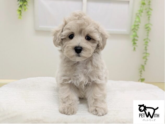 福島県のハーフ犬・ミックス犬 (アミーゴ会津若松店/2026年2月10日生まれ/男の子/クリーム)の子犬