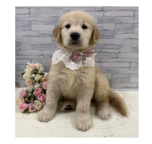 山口県のゴールデンレトリバー (アミーゴ周南店/2026年2月21日生まれ/女の子/ゴールデン)の子犬の2枚目の画像