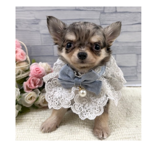 山口県のチワワ(ロング) (アミーゴ周南店/2026年2月4日生まれ/男の子/ブルーマール)の子犬