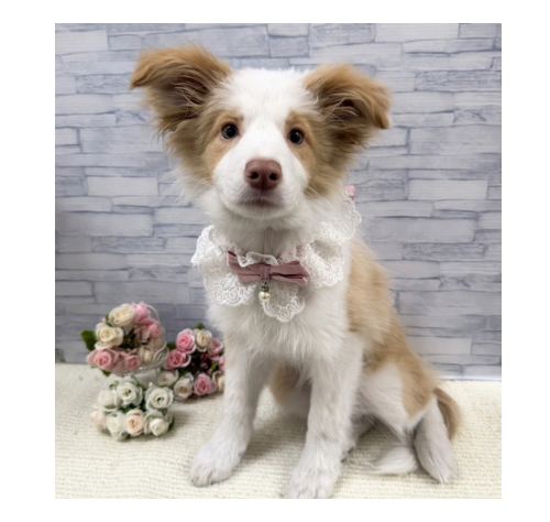 山口県のボーダーコリー (アミーゴ周南店/2025年12月13日生まれ/女の子/レッドホワイト)の子犬