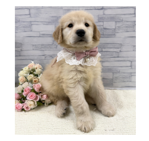 山口県のゴールデンレトリバー (アミーゴ周南店/2026年2月21日生まれ/女の子/ゴールデン)の子犬の1枚目の画像