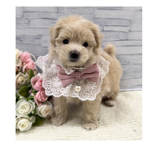 山口県のハーフ犬・ミックス犬 (アミーゴ周南店/2026年2月8日生まれ/女の子/クリーム)の子犬の2枚目の画像