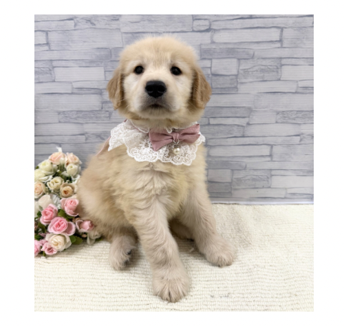 山口県のゴールデンレトリバー (アミーゴ周南店/2026年2月21日生まれ/女の子/ゴールデン)の子犬の3枚目の画像