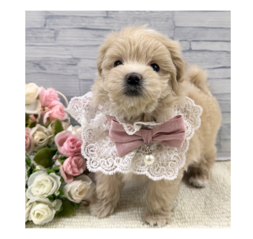 山口県のハーフ犬・ミックス犬 (アミーゴ周南店/2026年2月8日生まれ/女の子/クリーム)の子犬の1枚目の画像