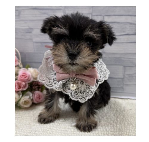 山口県のミニチュアシュナウザー (アミーゴ周南店/2026年1月20日生まれ/女の子/ブラックシルバー)の子犬の3枚目の画像