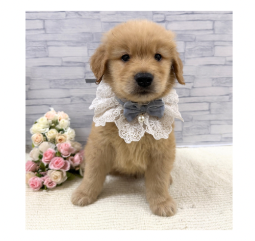 山口県のゴールデンレトリバー (アミーゴ周南店/2026年2月21日生まれ/男の子/ゴールデン)の子犬の3枚目の画像