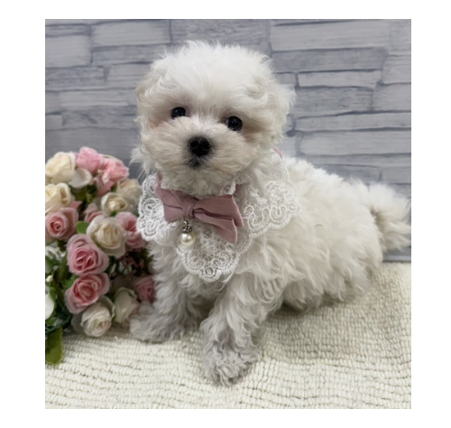 山口県のマルチーズ (アミーゴ周南店/2026年2月3日生まれ/女の子/ホワイト)の子犬の2枚目の画像