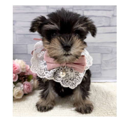 山口県のミニチュアシュナウザー (アミーゴ周南店/2026年1月20日生まれ/女の子/ブラックシルバー)の子犬の1枚目の画像