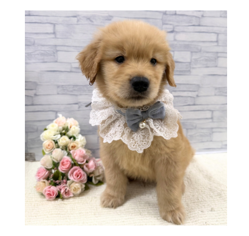 山口県のゴールデンレトリバー (アミーゴ周南店/2026年2月21日生まれ/男の子/ゴールデン)の子犬の2枚目の画像