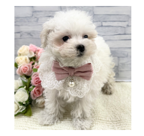 山口県のマルチーズ (アミーゴ周南店/2026年2月3日生まれ/女の子/ホワイト)の子犬の3枚目の画像