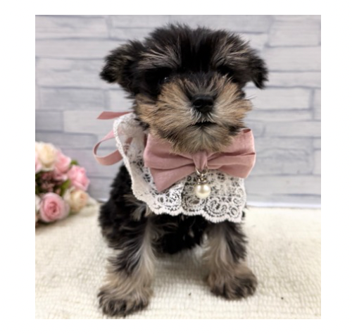 山口県のミニチュアシュナウザー (アミーゴ周南店/2026年1月20日生まれ/女の子/ブラックシルバー)の子犬の2枚目の画像