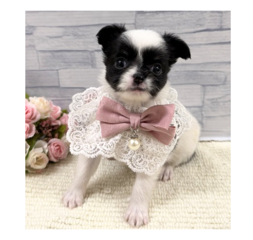 山口県のチワワ(ロング) (アミーゴ周南店/2026年2月7日生まれ/女の子/ブラックホワイト)の子犬