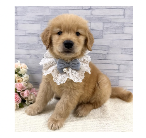山口県のゴールデンレトリバー (アミーゴ周南店/2026年2月21日生まれ/男の子/ゴールデン)の子犬の1枚目の画像