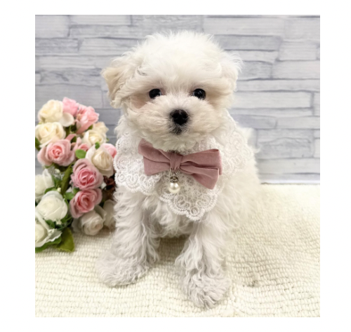 山口県のマルチーズ (アミーゴ周南店/2026年2月3日生まれ/女の子/ホワイト)の子犬の1枚目の画像