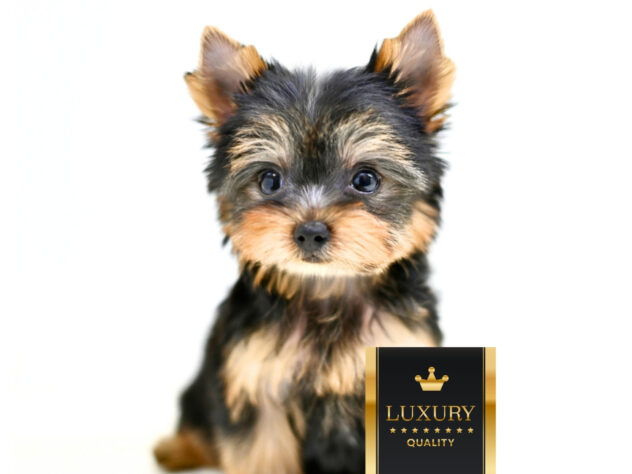 岡山県のヨークシャーテリア (アミーゴ大安寺店/2026年2月2日生まれ/女の子/スチールブルータン)の子犬